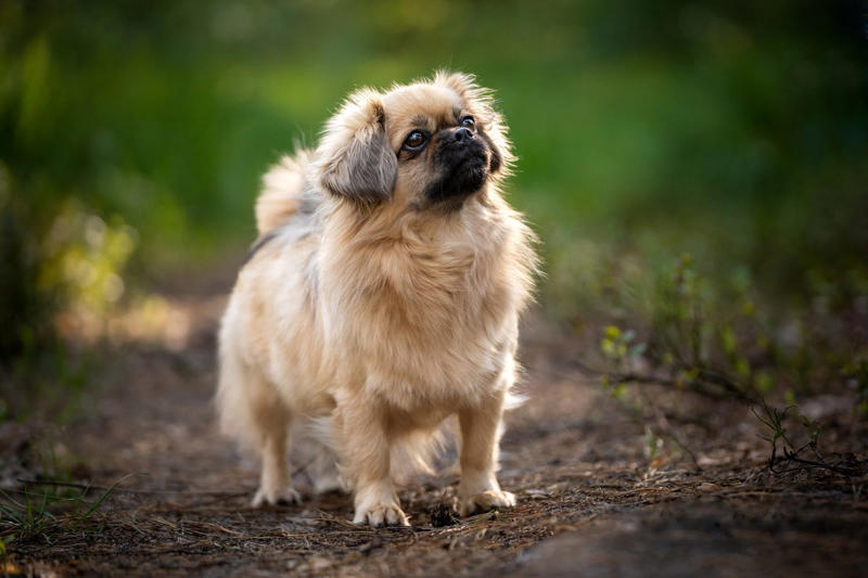 1) French Bulldog, 2) Chihuahua, 3) Dachshund, 4) Italian Greyhound, 6) Shih Tzu, 7) Basset Hound, 8) Pomeranian, 9) Bichon Frise, 10) Pekingese, 11) Shetland Sheepdog, 12) Tibetan Spaniel, 13) Cavalier King Charles Spaniel, 14) Japanese Chin, 15) Maltese, 16) Brussels Griffon, 17) Beagle, 18) Boston Terrier, 19) Miniature Schnauzer, 20) Sussex Spaniel, 21) Whippet