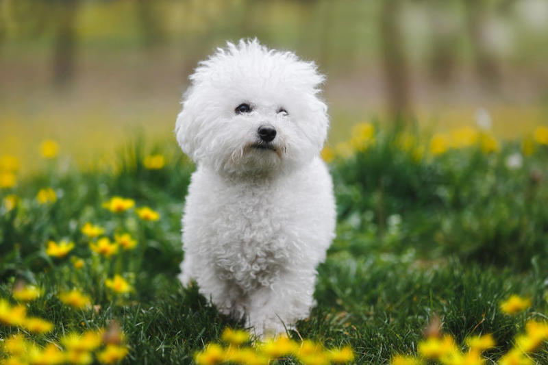 1) French Bulldog, 2) Chihuahua, 3) Dachshund, 4) Italian Greyhound, 6) Shih Tzu, 7) Basset Hound, 8) Pomeranian, 9) Bichon Frise, 10) Pekingese, 11) Shetland Sheepdog, 12) Tibetan Spaniel, 13) Cavalier King Charles Spaniel, 14) Japanese Chin, 15) Maltese, 16) Brussels Griffon, 17) Beagle, 18) Boston Terrier, 19) Miniature Schnauzer, 20) Sussex Spaniel, 21) Whippet