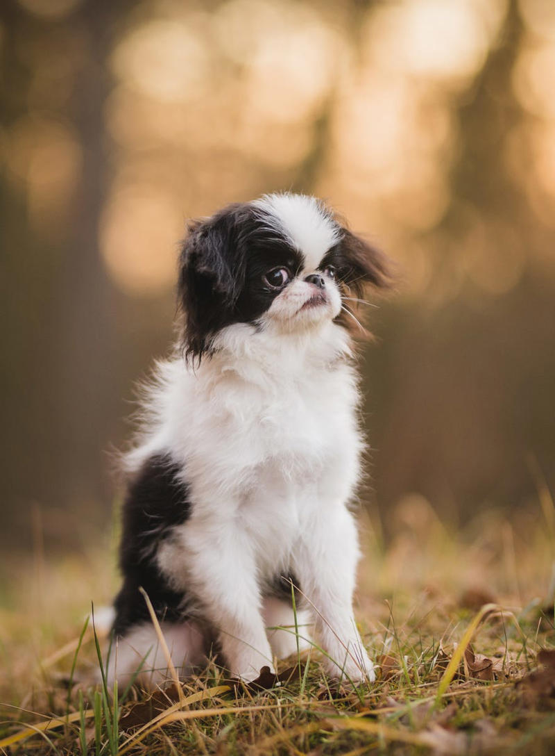 1) French Bulldog, 2) Chihuahua, 3) Dachshund, 4) Italian Greyhound, 6) Shih Tzu, 7) Basset Hound, 8) Pomeranian, 9) Bichon Frise, 10) Pekingese, 11) Shetland Sheepdog, 12) Tibetan Spaniel, 13) Cavalier King Charles Spaniel, 14) Japanese Chin, 15) Maltese, 16) Brussels Griffon, 17) Beagle, 18) Boston Terrier, 19) Miniature Schnauzer, 20) Sussex Spaniel, 21) Whippet