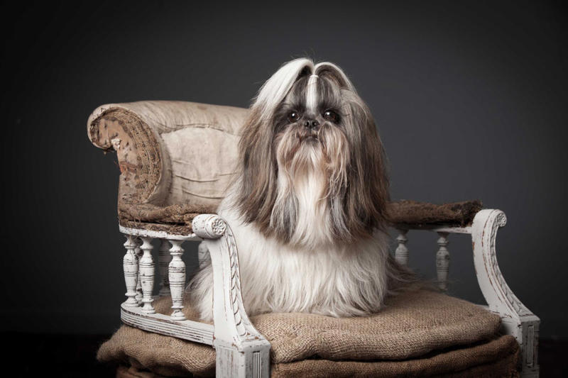 1) French Bulldog, 2) Chihuahua, 3) Dachshund, 4) Italian Greyhound, 6) Shih Tzu, 7) Basset Hound, 8) Pomeranian, 9) Bichon Frise, 10) Pekingese, 11) Shetland Sheepdog, 12) Tibetan Spaniel, 13) Cavalier King Charles Spaniel, 14) Japanese Chin, 15) Maltese, 16) Brussels Griffon, 17) Beagle, 18) Boston Terrier, 19) Miniature Schnauzer, 20) Sussex Spaniel, 21) Whippet