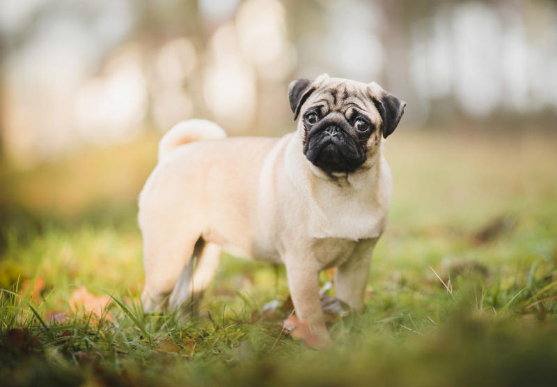 1) French Bulldog, 2) Chihuahua, 3) Dachshund, 4) Italian Greyhound, 6) Shih Tzu, 7) Basset Hound, 8) Pomeranian, 9) Bichon Frise, 10) Pekingese, 11) Shetland Sheepdog, 12) Tibetan Spaniel, 13) Cavalier King Charles Spaniel, 14) Japanese Chin, 15) Maltese, 16) Brussels Griffon, 17) Beagle, 18) Boston Terrier, 19) Miniature Schnauzer, 20) Sussex Spaniel, 21) Whippet