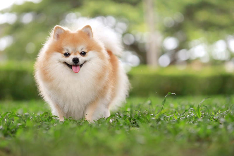 1) French Bulldog, 2) Chihuahua, 3) Dachshund, 4) Italian Greyhound, 6) Shih Tzu, 7) Basset Hound, 8) Pomeranian, 9) Bichon Frise, 10) Pekingese, 11) Shetland Sheepdog, 12) Tibetan Spaniel, 13) Cavalier King Charles Spaniel, 14) Japanese Chin, 15) Maltese, 16) Brussels Griffon, 17) Beagle, 18) Boston Terrier, 19) Miniature Schnauzer, 20) Sussex Spaniel, 21) Whippet