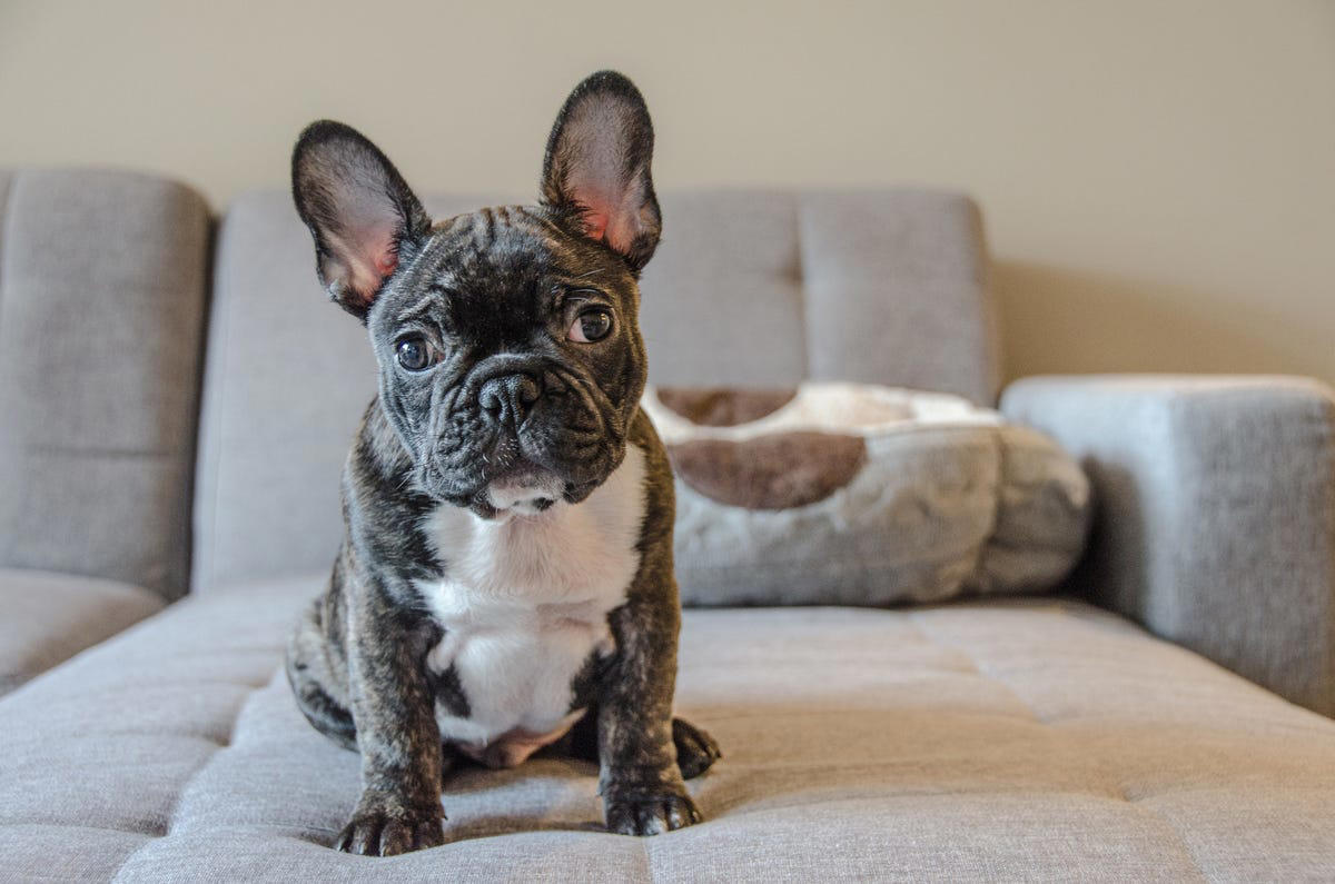 1) French Bulldog, 2) Chihuahua, 3) Dachshund, 4) Italian Greyhound, 6) Shih Tzu, 7) Basset Hound, 8) Pomeranian, 9) Bichon Frise, 10) Pekingese, 11) Shetland Sheepdog, 12) Tibetan Spaniel, 13) Cavalier King Charles Spaniel, 14) Japanese Chin, 15) Maltese, 16) Brussels Griffon, 17) Beagle, 18) Boston Terrier, 19) Miniature Schnauzer, 20) Sussex Spaniel, 21) Whippet