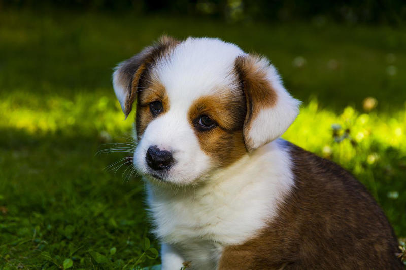 Cardigan Welsh corgi The World's Smartest Dog Breeds, Yorkshire Terrier, Border Collie, Cocker Spaniel, Pomeranian, Weimaraner, Cardigan Welsh corgi, Belgian Sheepdog (Groenendael), Springer Spaniel, Belgian Sheepdog (Tervuren), Miniature Schnauzer, Australian Cattle Dog, Rottweiler, Papillon, Labrador retriever, Shetland Sheepdog, Doberman, Golden Retriever, German Shepherd