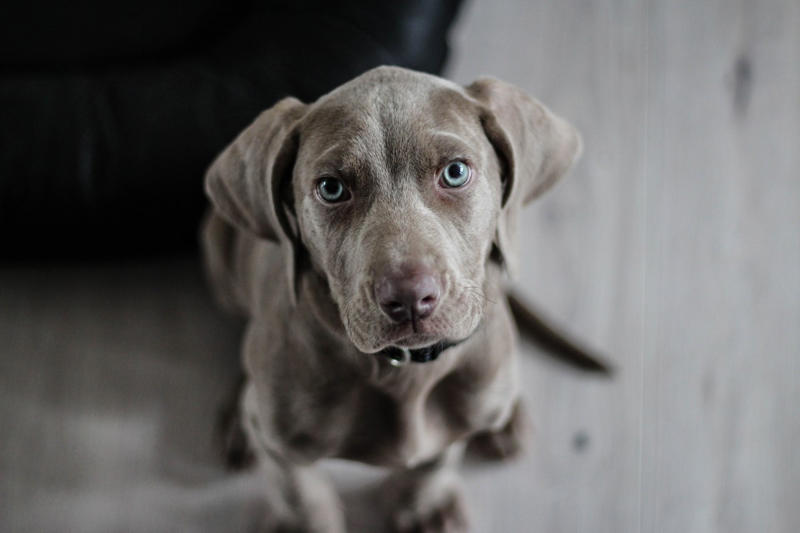 Weimaraner The World's Smartest Dog Breeds, Yorkshire Terrier, Border Collie, Cocker Spaniel, Pomeranian, Weimaraner, Cardigan Welsh corgi, Belgian Sheepdog (Groenendael), Springer Spaniel, Belgian Sheepdog (Tervuren), Miniature Schnauzer, Australian Cattle Dog, Rottweiler, Papillon, Labrador retriever, Shetland Sheepdog, Doberman, Golden Retriever, German Shepherd