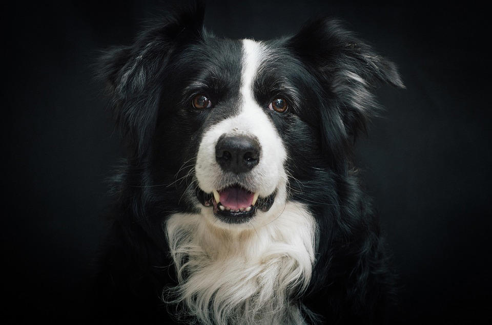 Border Collie The World's Smartest Dog Breeds, Yorkshire Terrier, Border Collie, Cocker Spaniel, Pomeranian, Weimaraner, Cardigan Welsh corgi, Belgian Sheepdog (Groenendael), Springer Spaniel, Belgian Sheepdog (Tervuren), Miniature Schnauzer, Australian Cattle Dog, Rottweiler, Papillon, Labrador retriever, Shetland Sheepdog, Doberman, Golden Retriever, German Shepherd