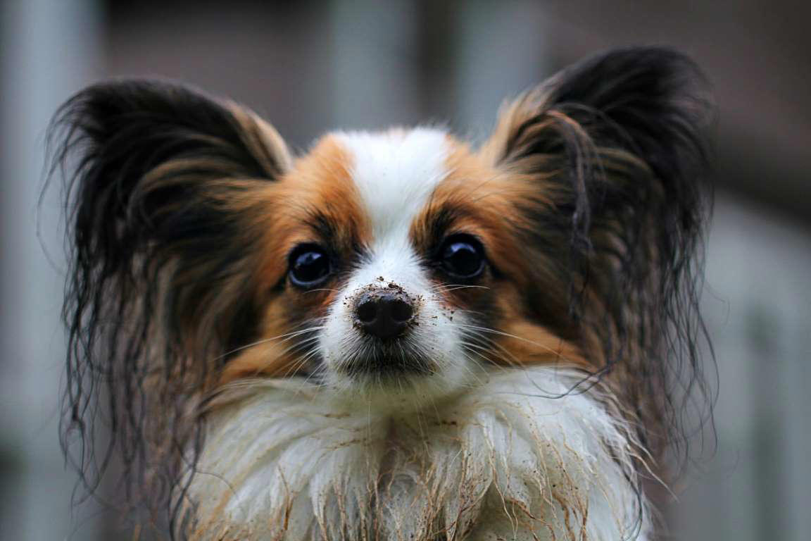 Papillon The World's Smartest Dog Breeds, Yorkshire Terrier, Border Collie, Cocker Spaniel, Pomeranian, Weimaraner, Cardigan Welsh corgi, Belgian Sheepdog (Groenendael), Springer Spaniel, Belgian Sheepdog (Tervuren), Miniature Schnauzer, Australian Cattle Dog, Rottweiler, Papillon, Labrador retriever, Shetland Sheepdog, Doberman, Golden Retriever, German Shepherd