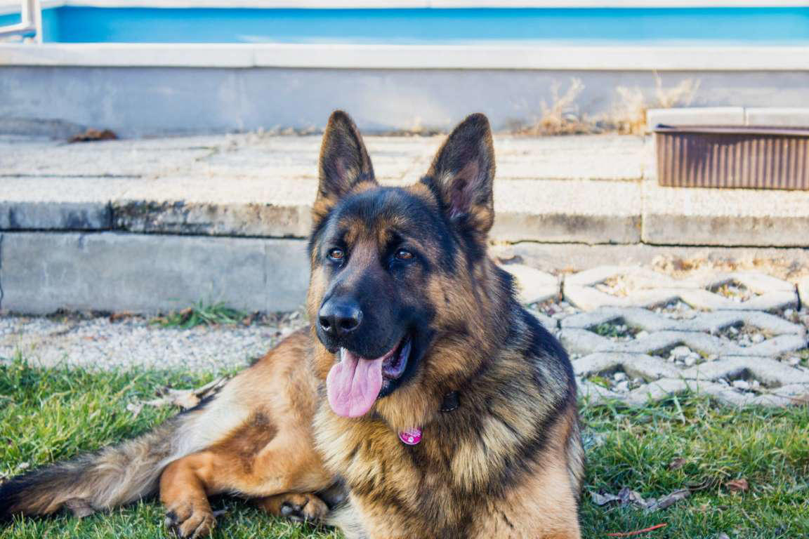 German Shepherd The World's Smartest Dog Breeds, Yorkshire Terrier, Border Collie, Cocker Spaniel, Pomeranian, Weimaraner, Cardigan Welsh corgi, Belgian Sheepdog (Groenendael), Springer Spaniel, Belgian Sheepdog (Tervuren), Miniature Schnauzer, Australian Cattle Dog, Rottweiler, Papillon, Labrador retriever, Shetland Sheepdog, Doberman, Golden Retriever, German Shepherd