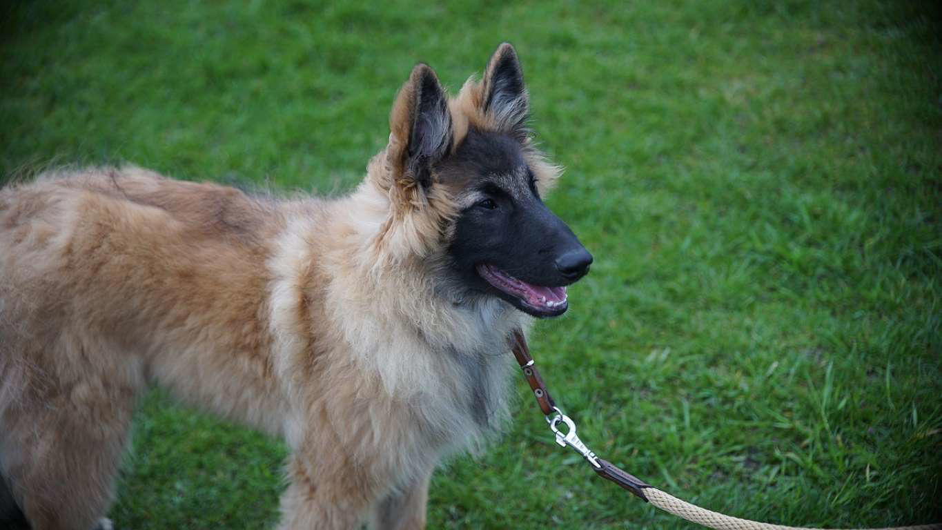 Belgian Sheepdog (Tervuren) Moscow Watchdog, Bullmastiff, German Shepherd, Rottweiler, Beauceron, Norwegian Elkhound, Swiss Mountain Dog, Belgian Shepherd, Giant Schnauzer, Doberman, Komondor, Staffordshire Bull Terrier, Caucasian Shepherd, Cane corso, Great Dane, American Pitbull terrier, Fila Brasileiro, Rhodesian Ridgeback, Boerboel