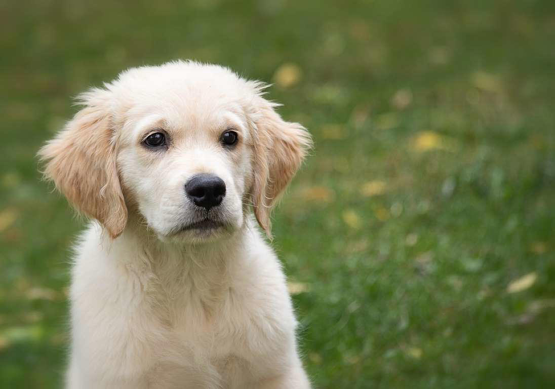 The World's Smartest Dog Breeds, Yorkshire Terrier, Border Collie, Cocker Spaniel, Weimaraner, Cardigan Welsh corgi, Pomeranian, Belgian Sheepdog (Groenendael), Springer Spaniel, Belgian Sheepdog (Tervuren), Miniature Schnauzer, Australian Cattle Dog, Doberman, Rottweiler, Papillon, Labrador retriever, Shetland Sheepdog, Golden Retriever, German Shepherd