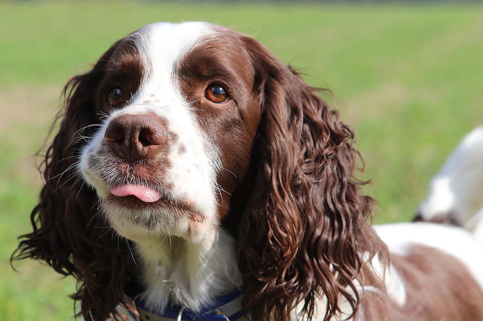 The World's Smartest Dog Breeds, Yorkshire Terrier, Border Collie, Cocker Spaniel, Weimaraner, Cardigan Welsh corgi, Pomeranian, Belgian Sheepdog (Groenendael), Springer Spaniel, Belgian Sheepdog (Tervuren), Miniature Schnauzer, Australian Cattle Dog, Doberman, Rottweiler, Papillon, Labrador retriever, Shetland Sheepdog, Golden Retriever, German Shepherd