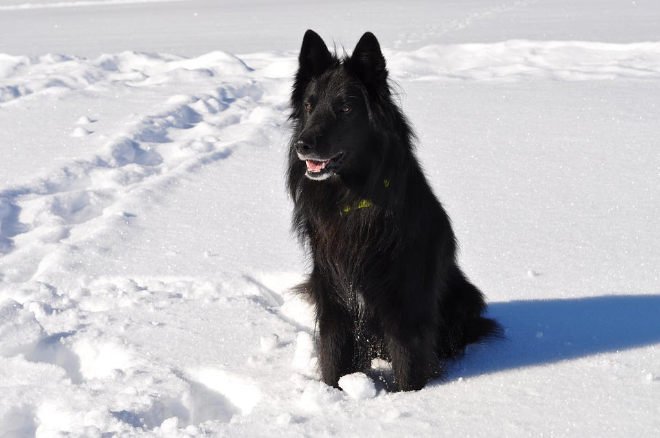 The World's Smartest Dog Breeds, Yorkshire Terrier, Border Collie, Cocker Spaniel, Weimaraner, Cardigan Welsh corgi, Pomeranian, Belgian Sheepdog (Groenendael), Springer Spaniel, Belgian Sheepdog (Tervuren), Miniature Schnauzer, Australian Cattle Dog, Doberman, Rottweiler, Papillon, Labrador retriever, Shetland Sheepdog, Golden Retriever, German Shepherd