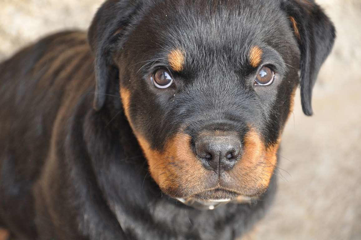 Rottweiler Moscow Watchdog, Bullmastiff, German Shepherd, Rottweiler, Beauceron, Norwegian Elkhound, Swiss Mountain Dog, Belgian Shepherd, Giant Schnauzer, Doberman, Komondor, Staffordshire Bull Terrier, Caucasian Shepherd, Cane corso, Great Dane, American Pitbull terrier, Fila Brasileiro, Rhodesian Ridgeback, Boerboel