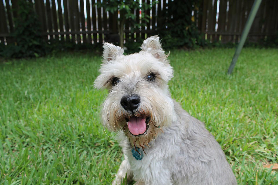The World's Smartest Dog Breeds, Yorkshire Terrier, Border Collie, Cocker Spaniel, Weimaraner, Cardigan Welsh corgi, Pomeranian, Belgian Sheepdog (Groenendael), Springer Spaniel, Belgian Sheepdog (Tervuren), Miniature Schnauzer, Australian Cattle Dog, Doberman, Rottweiler, Papillon, Labrador retriever, Shetland Sheepdog, Golden Retriever, German Shepherd