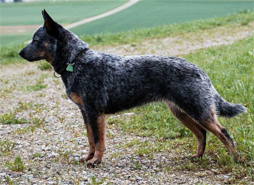 The World's Smartest Dog Breeds, Yorkshire Terrier, Border Collie, Cocker Spaniel, Weimaraner, Cardigan Welsh corgi, Pomeranian, Belgian Sheepdog (Groenendael), Springer Spaniel, Belgian Sheepdog (Tervuren), Miniature Schnauzer, Australian Cattle Dog, Doberman, Rottweiler, Papillon, Labrador retriever, Shetland Sheepdog, Golden Retriever, German Shepherd