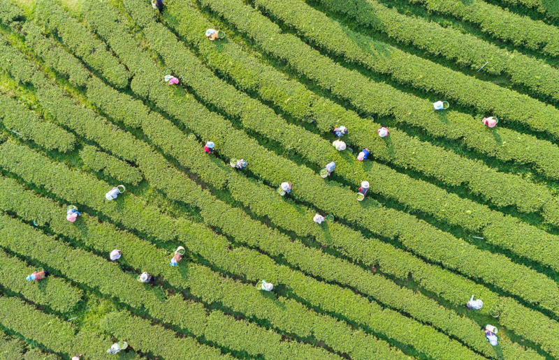 Bird's-eye views you won't believe are real, Konditaget Luders, Copenhagen, Denmark, Ajuda Botanical Garden, Lisbon, Portugal, Henningsvaer football pitch, Lofoten Islands, Norway, Guanajuato, Mexico, Innis Chonnel Castle, Loch Awe, Scotland, Tegallalang rice terraces, Indonesia, Hong Kong, Salt Pans, Gozo, Malta, Shark Fin Cove, Davenport, California, USA, Koh Lipe, Thailand, Golden Gate Bridge, San Francisco, California, USA, Grace Bay, Turks and Caicos Islands, Namib Desert, Namibia, Transfagarasan, Romania, Niagara Falls, Canada/USA, New York City, New York, USA, Road near Laki Volcano, Iceland, Atacama Desert, Chile, San Francisco, California, USA, Na Pali Coast State Wilderness Park, Kauai Island, Hawaii, USA, Yan'an Elevated Road Interchange, Shanghai, China, Navagio Beach, Zakynthos, Greece, Forests around Berthoud Pass, Colorado, USA, Maasai Mara National Reserve, Kenya, Estrada Marginal Norte, Peniche, Portugal, Twelve Apostles, Victoria, Australia, Wongwian Yai, Bangkok, Thailand, Choui Fong Tea Farm, Thailand, Rogers Centre, Toronto, Canada, Silhouette Island, Seychelles, Richfield County Park, Davison, Michigan, USA, Fez, Morocco, Cleopatra Beach, Turkey, Okavango Delta, Botswana, Ningaloo Marine Park, Exmouth, Australia, Mekong Delta, Vietnam, Copacabana Beach, Rio de Janeiro, Brazil, Rheinschlucht, Versam, Switzerland, Colonia de Sant Jordi, Ses Salines, Mallorca, Spain, Sheikh Zayed Road Interchange 1, Dubai, UAE, Zhangye National Geopark, China, Lavender fields in Provence, France, Shifen Waterfall, Taiwan, Misfat Al Abriyeen, Oman, Dubrovnik, Croatia, Clarence Battery, Guernsey, UK, Hverir Geothermal Area, Iceland, Chapman Peak Drive, Cape Town, South Africa, Ronda, Malaga, Spain, Jokulsarlon, Iceland, Rub' Al Khali, Arabian Desert, Vaavu Atoll, Maldives, Bled Island, Slovenia, Gorreana Tea Factory, the Azores, Portugal, Pyrgos Kallistis, Santorini, Greece, Croyde Bay, Devon, UK, Bay of Kotor, Montenegro, Joffre Lakes Provincial Park, Canada, Grand Prismatic Spring, Yellowstone National Park, Wyoming, USA