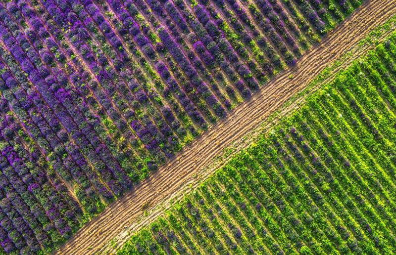 Bird's-eye views you won't believe are real, Konditaget Luders, Copenhagen, Denmark, Ajuda Botanical Garden, Lisbon, Portugal, Henningsvaer football pitch, Lofoten Islands, Norway, Guanajuato, Mexico, Innis Chonnel Castle, Loch Awe, Scotland, Tegallalang rice terraces, Indonesia, Hong Kong, Salt Pans, Gozo, Malta, Shark Fin Cove, Davenport, California, USA, Koh Lipe, Thailand, Golden Gate Bridge, San Francisco, California, USA, Grace Bay, Turks and Caicos Islands, Namib Desert, Namibia, Transfagarasan, Romania, Niagara Falls, Canada/USA, New York City, New York, USA, Road near Laki Volcano, Iceland, Atacama Desert, Chile, San Francisco, California, USA, Na Pali Coast State Wilderness Park, Kauai Island, Hawaii, USA, Yan'an Elevated Road Interchange, Shanghai, China, Navagio Beach, Zakynthos, Greece, Forests around Berthoud Pass, Colorado, USA, Maasai Mara National Reserve, Kenya, Estrada Marginal Norte, Peniche, Portugal, Twelve Apostles, Victoria, Australia, Wongwian Yai, Bangkok, Thailand, Choui Fong Tea Farm, Thailand, Rogers Centre, Toronto, Canada, Silhouette Island, Seychelles, Richfield County Park, Davison, Michigan, USA, Fez, Morocco, Cleopatra Beach, Turkey, Okavango Delta, Botswana, Ningaloo Marine Park, Exmouth, Australia, Mekong Delta, Vietnam, Copacabana Beach, Rio de Janeiro, Brazil, Rheinschlucht, Versam, Switzerland, Colonia de Sant Jordi, Ses Salines, Mallorca, Spain, Sheikh Zayed Road Interchange 1, Dubai, UAE, Zhangye National Geopark, China, Lavender fields in Provence, France, Shifen Waterfall, Taiwan, Misfat Al Abriyeen, Oman, Dubrovnik, Croatia, Clarence Battery, Guernsey, UK, Hverir Geothermal Area, Iceland, Chapman Peak Drive, Cape Town, South Africa, Ronda, Malaga, Spain, Jokulsarlon, Iceland, Rub' Al Khali, Arabian Desert, Vaavu Atoll, Maldives, Bled Island, Slovenia, Gorreana Tea Factory, the Azores, Portugal, Pyrgos Kallistis, Santorini, Greece, Croyde Bay, Devon, UK, Bay of Kotor, Montenegro, Joffre Lakes Provincial Park, Canada, Grand Prismatic Spring, Yellowstone National Park, Wyoming, USA
