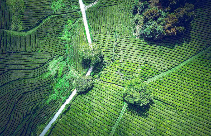 Bird's-eye views you won't believe are real, Konditaget Luders, Copenhagen, Denmark, Ajuda Botanical Garden, Lisbon, Portugal, Henningsvaer football pitch, Lofoten Islands, Norway, Guanajuato, Mexico, Innis Chonnel Castle, Loch Awe, Scotland, Tegallalang rice terraces, Indonesia, Hong Kong, Salt Pans, Gozo, Malta, Shark Fin Cove, Davenport, California, USA, Koh Lipe, Thailand, Golden Gate Bridge, San Francisco, California, USA, Grace Bay, Turks and Caicos Islands, Namib Desert, Namibia, Transfagarasan, Romania, Niagara Falls, Canada/USA, New York City, New York, USA, Road near Laki Volcano, Iceland, Atacama Desert, Chile, San Francisco, California, USA, Na Pali Coast State Wilderness Park, Kauai Island, Hawaii, USA, Yan'an Elevated Road Interchange, Shanghai, China, Navagio Beach, Zakynthos, Greece, Forests around Berthoud Pass, Colorado, USA, Maasai Mara National Reserve, Kenya, Estrada Marginal Norte, Peniche, Portugal, Twelve Apostles, Victoria, Australia, Wongwian Yai, Bangkok, Thailand, Choui Fong Tea Farm, Thailand, Rogers Centre, Toronto, Canada, Silhouette Island, Seychelles, Richfield County Park, Davison, Michigan, USA, Fez, Morocco, Cleopatra Beach, Turkey, Okavango Delta, Botswana, Ningaloo Marine Park, Exmouth, Australia, Mekong Delta, Vietnam, Copacabana Beach, Rio de Janeiro, Brazil, Rheinschlucht, Versam, Switzerland, Colonia de Sant Jordi, Ses Salines, Mallorca, Spain, Sheikh Zayed Road Interchange 1, Dubai, UAE, Zhangye National Geopark, China, Lavender fields in Provence, France, Shifen Waterfall, Taiwan, Misfat Al Abriyeen, Oman, Dubrovnik, Croatia, Clarence Battery, Guernsey, UK, Hverir Geothermal Area, Iceland, Chapman Peak Drive, Cape Town, South Africa, Ronda, Malaga, Spain, Jokulsarlon, Iceland, Rub' Al Khali, Arabian Desert, Vaavu Atoll, Maldives, Bled Island, Slovenia, Gorreana Tea Factory, the Azores, Portugal, Pyrgos Kallistis, Santorini, Greece, Croyde Bay, Devon, UK, Bay of Kotor, Montenegro, Joffre Lakes Provincial Park, Canada, Grand Prismatic Spring, Yellowstone National Park, Wyoming, USA