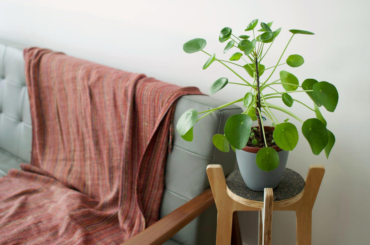 3) Aglaonema, 4) Pilea, 5) Rattlesnake Calathea, 6) Air Plant, 7) Hurricane Fern, 8) ZZ Plant, 9) Aloe Vera, 10) Lucky Bamboo, 11) Spider Plant, 12) Cast Iron Plant, 13) Heartleaf Philodendron, 14) Parlor Palm, 15) String of Pearls, 16) Brasil Philodendron, 17) Haworthia, 18) Birkin Philodendron, 19) Ric Rac Cactus, 20) Money Tree
