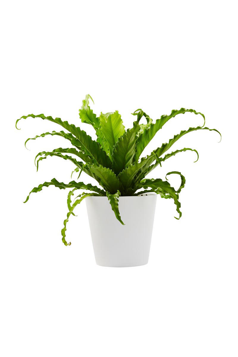 3) Aglaonema, 4) Pilea, 5) Rattlesnake Calathea, 6) Air Plant, 7) Hurricane Fern, 8) ZZ Plant, 9) Aloe Vera, 10) Lucky Bamboo, 11) Spider Plant, 12) Cast Iron Plant, 13) Heartleaf Philodendron, 14) Parlor Palm, 15) String of Pearls, 16) Brasil Philodendron, 17) Haworthia, 18) Birkin Philodendron, 19) Ric Rac Cactus, 20) Money Tree