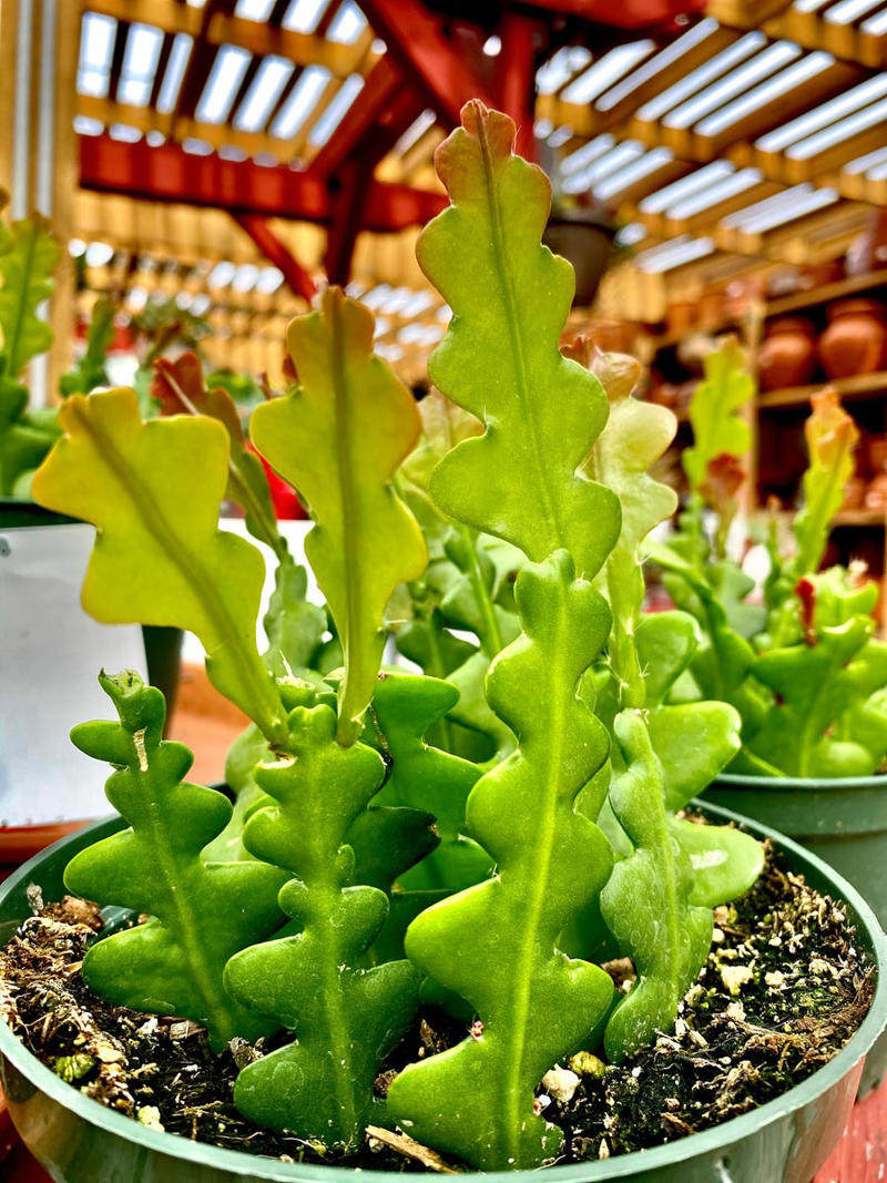 3) Aglaonema, 4) Pilea, 5) Rattlesnake Calathea, 6) Air Plant, 7) Hurricane Fern, 8) ZZ Plant, 9) Aloe Vera, 10) Lucky Bamboo, 11) Spider Plant, 12) Cast Iron Plant, 13) Heartleaf Philodendron, 14) Parlor Palm, 15) String of Pearls, 16) Brasil Philodendron, 17) Haworthia, 18) Birkin Philodendron, 19) Ric Rac Cactus, 20) Money Tree