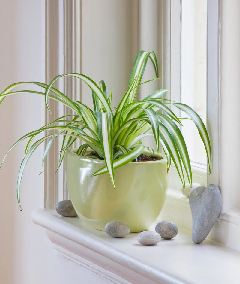 3) Aglaonema, 4) Pilea, 5) Rattlesnake Calathea, 6) Air Plant, 7) Hurricane Fern, 8) ZZ Plant, 9) Aloe Vera, 10) Lucky Bamboo, 11) Spider Plant, 12) Cast Iron Plant, 13) Heartleaf Philodendron, 14) Parlor Palm, 15) String of Pearls, 16) Brasil Philodendron, 17) Haworthia, 18) Birkin Philodendron, 19) Ric Rac Cactus, 20) Money Tree