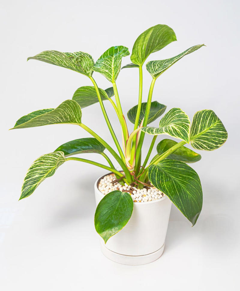 3) Aglaonema, 4) Pilea, 5) Rattlesnake Calathea, 6) Air Plant, 7) Hurricane Fern, 8) ZZ Plant, 9) Aloe Vera, 10) Lucky Bamboo, 11) Spider Plant, 12) Cast Iron Plant, 13) Heartleaf Philodendron, 14) Parlor Palm, 15) String of Pearls, 16) Brasil Philodendron, 17) Haworthia, 18) Birkin Philodendron, 19) Ric Rac Cactus, 20) Money Tree