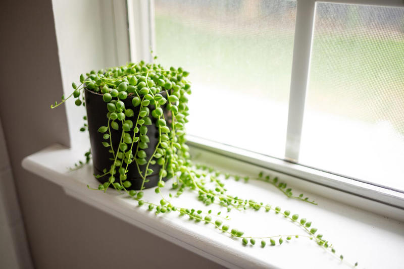 3) Aglaonema, 4) Pilea, 5) Rattlesnake Calathea, 6) Air Plant, 7) Hurricane Fern, 8) ZZ Plant, 9) Aloe Vera, 10) Lucky Bamboo, 11) Spider Plant, 12) Cast Iron Plant, 13) Heartleaf Philodendron, 14) Parlor Palm, 15) String of Pearls, 16) Brasil Philodendron, 17) Haworthia, 18) Birkin Philodendron, 19) Ric Rac Cactus, 20) Money Tree