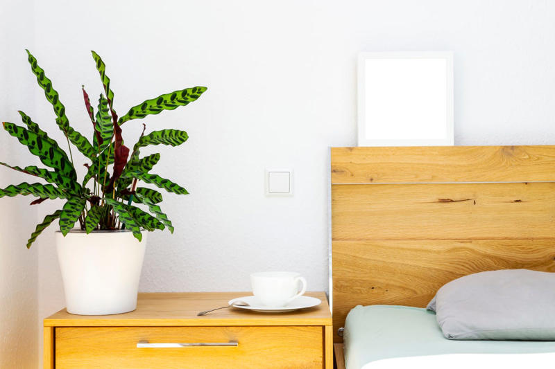 3) Aglaonema, 4) Pilea, 5) Rattlesnake Calathea, 6) Air Plant, 7) Hurricane Fern, 8) ZZ Plant, 9) Aloe Vera, 10) Lucky Bamboo, 11) Spider Plant, 12) Cast Iron Plant, 13) Heartleaf Philodendron, 14) Parlor Palm, 15) String of Pearls, 16) Brasil Philodendron, 17) Haworthia, 18) Birkin Philodendron, 19) Ric Rac Cactus, 20) Money Tree