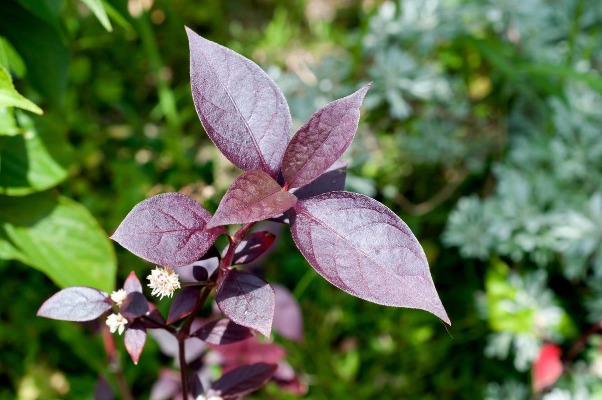 Primrose, Ligularia, Alternanthera, SunPatiens, Flowering Tobacco, Diamond Frost Euphorbia, Toad Lily, Columbine , Lungwort , Bigroot Geranium , Caladium, Heuchera, Browallia, Rex Begonia, Pulmonaria, Brunnera
