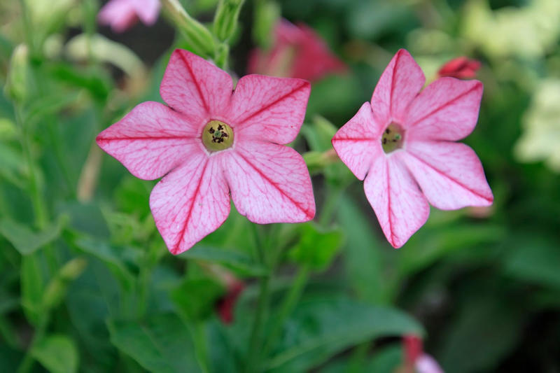 Primrose, Ligularia, Alternanthera, SunPatiens, Flowering Tobacco, Diamond Frost Euphorbia, Toad Lily, Columbine , Lungwort , Bigroot Geranium , Caladium, Heuchera, Browallia, Rex Begonia, Pulmonaria, Brunnera