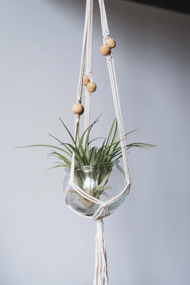 3) Aglaonema, 4) Pilea, 5) Rattlesnake Calathea, 6) Air Plant, 7) Hurricane Fern, 8) ZZ Plant, 9) Aloe Vera, 10) Lucky Bamboo, 11) Spider Plant, 12) Cast Iron Plant, 13) Heartleaf Philodendron, 14) Parlor Palm, 15) String of Pearls, 16) Brasil Philodendron, 17) Haworthia, 18) Birkin Philodendron, 19) Ric Rac Cactus, 20) Money Tree