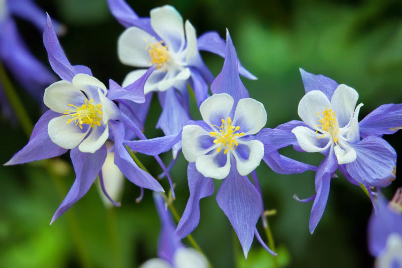 Primrose, Ligularia, Alternanthera, SunPatiens, Flowering Tobacco, Diamond Frost Euphorbia, Toad Lily, Columbine , Lungwort , Bigroot Geranium , Caladium, Heuchera, Browallia, Rex Begonia, Pulmonaria, Brunnera