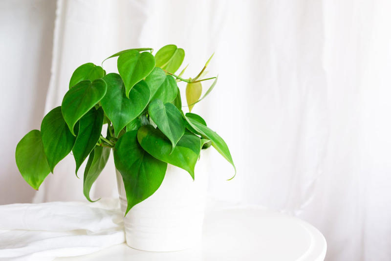 3) Aglaonema, 4) Pilea, 5) Rattlesnake Calathea, 6) Air Plant, 7) Hurricane Fern, 8) ZZ Plant, 9) Aloe Vera, 10) Lucky Bamboo, 11) Spider Plant, 12) Cast Iron Plant, 13) Heartleaf Philodendron, 14) Parlor Palm, 15) String of Pearls, 16) Brasil Philodendron, 17) Haworthia, 18) Birkin Philodendron, 19) Ric Rac Cactus, 20) Money Tree