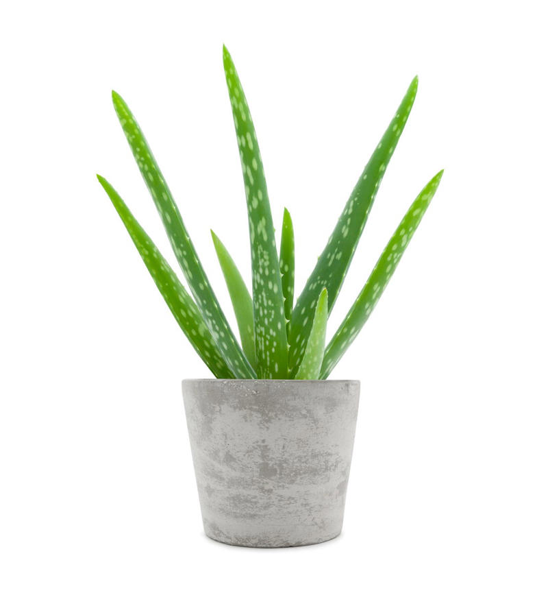 3) Aglaonema, 4) Pilea, 5) Rattlesnake Calathea, 6) Air Plant, 7) Hurricane Fern, 8) ZZ Plant, 9) Aloe Vera, 10) Lucky Bamboo, 11) Spider Plant, 12) Cast Iron Plant, 13) Heartleaf Philodendron, 14) Parlor Palm, 15) String of Pearls, 16) Brasil Philodendron, 17) Haworthia, 18) Birkin Philodendron, 19) Ric Rac Cactus, 20) Money Tree