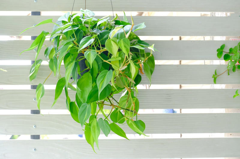 3) Aglaonema, 4) Pilea, 5) Rattlesnake Calathea, 6) Air Plant, 7) Hurricane Fern, 8) ZZ Plant, 9) Aloe Vera, 10) Lucky Bamboo, 11) Spider Plant, 12) Cast Iron Plant, 13) Heartleaf Philodendron, 14) Parlor Palm, 15) String of Pearls, 16) Brasil Philodendron, 17) Haworthia, 18) Birkin Philodendron, 19) Ric Rac Cactus, 20) Money Tree