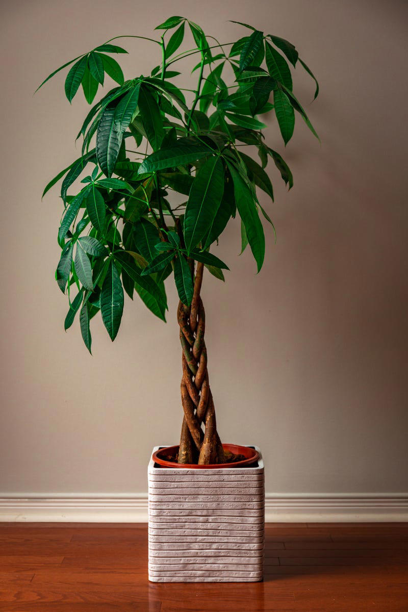 3) Aglaonema, 4) Pilea, 5) Rattlesnake Calathea, 6) Air Plant, 7) Hurricane Fern, 8) ZZ Plant, 9) Aloe Vera, 10) Lucky Bamboo, 11) Spider Plant, 12) Cast Iron Plant, 13) Heartleaf Philodendron, 14) Parlor Palm, 15) String of Pearls, 16) Brasil Philodendron, 17) Haworthia, 18) Birkin Philodendron, 19) Ric Rac Cactus, 20) Money Tree