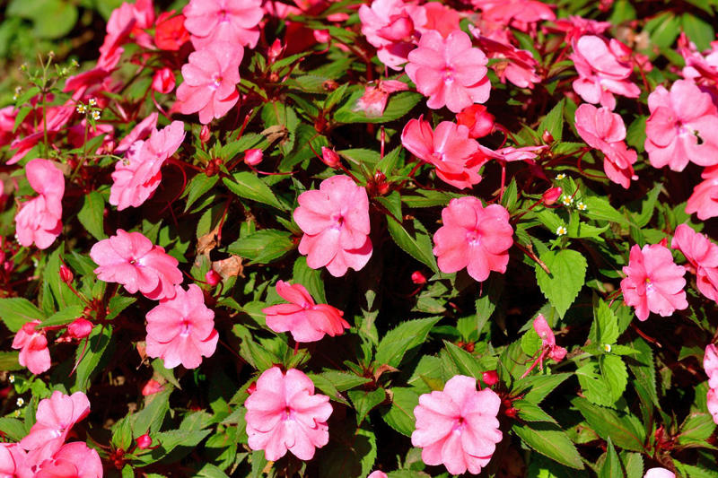 Primrose, Ligularia, Alternanthera, SunPatiens, Flowering Tobacco, Diamond Frost Euphorbia, Toad Lily, Columbine , Lungwort , Bigroot Geranium , Caladium, Heuchera, Browallia, Rex Begonia, Pulmonaria, Brunnera