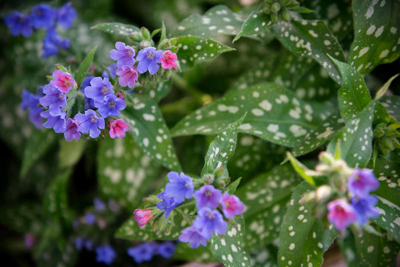 Primrose, Ligularia, Alternanthera, SunPatiens, Flowering Tobacco, Diamond Frost Euphorbia, Toad Lily, Columbine , Lungwort , Bigroot Geranium , Caladium, Heuchera, Browallia, Rex Begonia, Pulmonaria, Brunnera