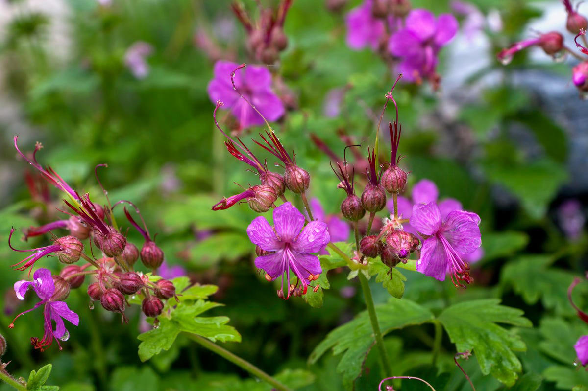 Primrose, Ligularia, Alternanthera, SunPatiens, Flowering Tobacco, Diamond Frost Euphorbia, Toad Lily, Columbine , Lungwort , Bigroot Geranium , Caladium, Heuchera, Browallia, Rex Begonia, Pulmonaria, Brunnera