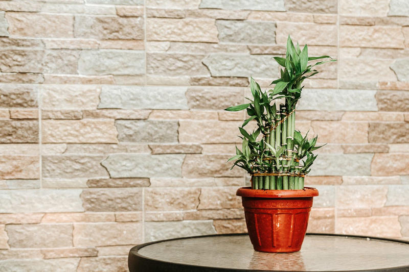 3) Aglaonema, 4) Pilea, 5) Rattlesnake Calathea, 6) Air Plant, 7) Hurricane Fern, 8) ZZ Plant, 9) Aloe Vera, 10) Lucky Bamboo, 11) Spider Plant, 12) Cast Iron Plant, 13) Heartleaf Philodendron, 14) Parlor Palm, 15) String of Pearls, 16) Brasil Philodendron, 17) Haworthia, 18) Birkin Philodendron, 19) Ric Rac Cactus, 20) Money Tree