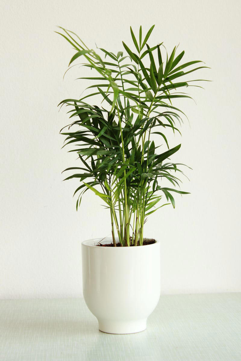 3) Aglaonema, 4) Pilea, 5) Rattlesnake Calathea, 6) Air Plant, 7) Hurricane Fern, 8) ZZ Plant, 9) Aloe Vera, 10) Lucky Bamboo, 11) Spider Plant, 12) Cast Iron Plant, 13) Heartleaf Philodendron, 14) Parlor Palm, 15) String of Pearls, 16) Brasil Philodendron, 17) Haworthia, 18) Birkin Philodendron, 19) Ric Rac Cactus, 20) Money Tree