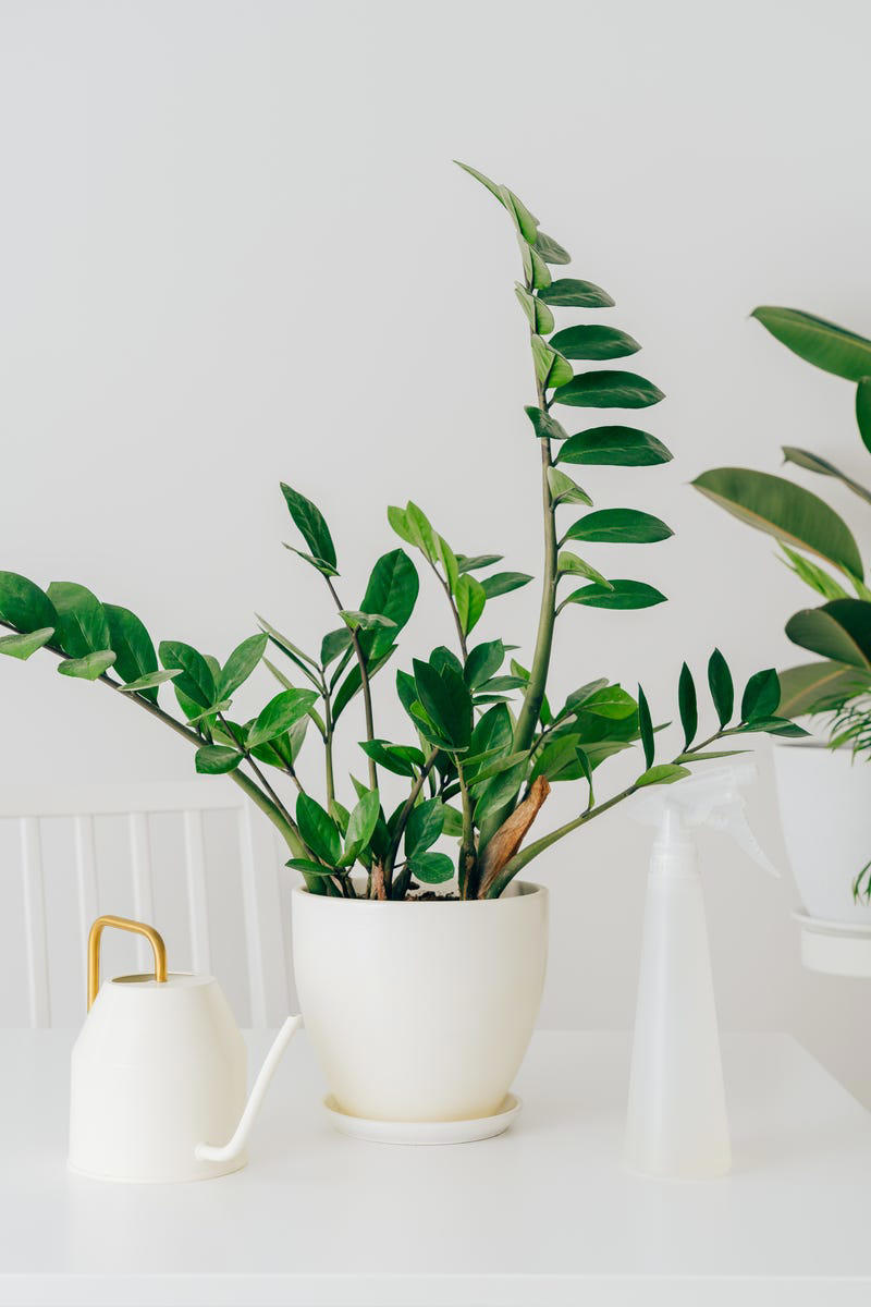 3) Aglaonema, 4) Pilea, 5) Rattlesnake Calathea, 6) Air Plant, 7) Hurricane Fern, 8) ZZ Plant, 9) Aloe Vera, 10) Lucky Bamboo, 11) Spider Plant, 12) Cast Iron Plant, 13) Heartleaf Philodendron, 14) Parlor Palm, 15) String of Pearls, 16) Brasil Philodendron, 17) Haworthia, 18) Birkin Philodendron, 19) Ric Rac Cactus, 20) Money Tree