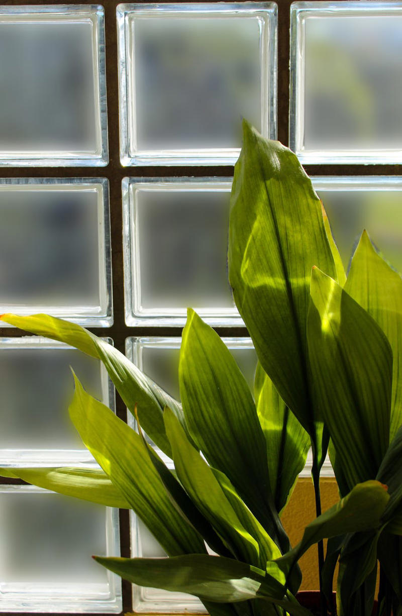 3) Aglaonema, 4) Pilea, 5) Rattlesnake Calathea, 6) Air Plant, 7) Hurricane Fern, 8) ZZ Plant, 9) Aloe Vera, 10) Lucky Bamboo, 11) Spider Plant, 12) Cast Iron Plant, 13) Heartleaf Philodendron, 14) Parlor Palm, 15) String of Pearls, 16) Brasil Philodendron, 17) Haworthia, 18) Birkin Philodendron, 19) Ric Rac Cactus, 20) Money Tree