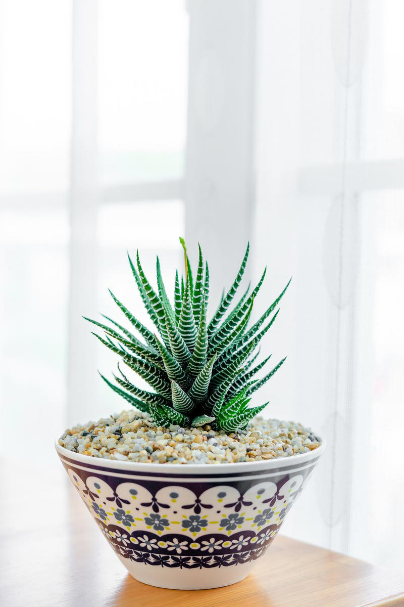 3) Aglaonema, 4) Pilea, 5) Rattlesnake Calathea, 6) Air Plant, 7) Hurricane Fern, 8) ZZ Plant, 9) Aloe Vera, 10) Lucky Bamboo, 11) Spider Plant, 12) Cast Iron Plant, 13) Heartleaf Philodendron, 14) Parlor Palm, 15) String of Pearls, 16) Brasil Philodendron, 17) Haworthia, 18) Birkin Philodendron, 19) Ric Rac Cactus, 20) Money Tree