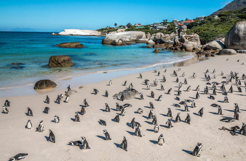 32. Boulders Beach - South Africa 50. Rabbit Beach - Italy, 49. Eagle Beach - Aruba, 48. Kynance Cove - United Kingdom, 47. Varadero Beach - Cuba, 46. Cathedral Cove Beach - New Zealand, 45. Bon Bon Beach - Philippines, 44. Henderson Beach - Florida, United States, 43. Cayo Levantado - Dominican Republic, 42. Pipe Creek Sandbar - Bahamas, 41. Diamond Beach - Iceland, 40. Kapalua Bay Beach - Hawaii, United States, 39. Kelingking Beach - Indonesia, 38. Playa Xpu Ha - Mexico, 37. Colombier Beach - St Barth, 36. Kelebekler Vadisi - Turkey, 35. Baia do Sancho - Brazil, 34. Grand Anse - Grenada, 33. Wharton Beach - Australia, 32. Boulders Beach - South Africa, 31. Cayo Zapatilla - Panama, 30. Maundays Bay - Anguilla, 29. Fteri Beach - Greece, 28. Horseshoe Bay - Bermuda, 27. Grote Knip - Curaçao, 26. Seven Mile Beach - Cayman Islands, 25. Praia da Marinha - Portugal, 24. Cayo de Agua - Venezuela, 23. Freedom Beach - Thailand, 22. Anse Source D'Argent - Seychelles, 21. Gardner Bay - Ecuador, 20. Anchor Bay Beach - Australia, 19. Cala Goloritze - Italy, 18. Puinn Sand Beach - Norway, 17. Grace Bay - Turks and Caicos, 16. Playa Balandra - Mexico, 15. One Foot Island - Cook Islands, 14. Lanikai Beach - Hawaii, United States, 13. Aharen Beach - Japan, 12. Le Morne Beach - Mauritius, 11. Calo des Moro - Spain, 10. Horse Shoe Island - Myanmar, 09. Green Lagoon - French Polynesia, 08. Anse Georgette - Seychelles, 07. Pink Beach - Indonesia, 06. Turquoise Bay - Australia, 05. Voutoumi Beach - Greece, 04. Entalula Beach - Philippines, 03. Meads Bay - Anguilla, 02. Cala Mariolu - Italy, 01. Trunk Bay, St. John - US Virgin Islands