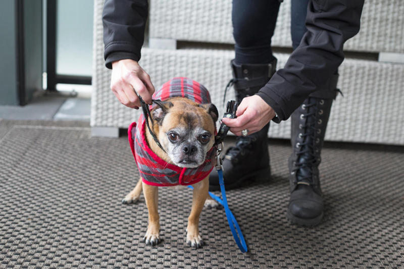 Keep their paws well-groomed, Keep your dog warm, Get them a coat, Be aware of winter hazards, Shovel the garden, Try to avoid overfeeding them, Keep them active, Make them visible