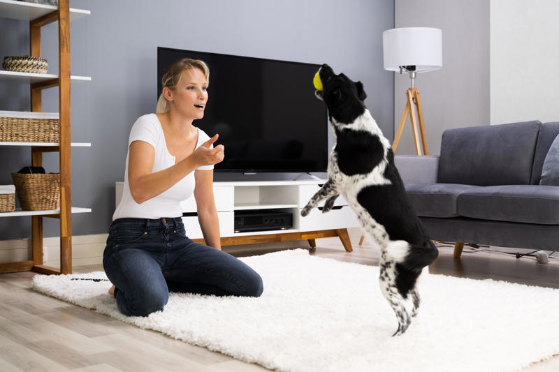 Keep their paws well-groomed, Keep your dog warm, Get them a coat, Be aware of winter hazards, Shovel the garden, Try to avoid overfeeding them, Keep them active, Make them visible