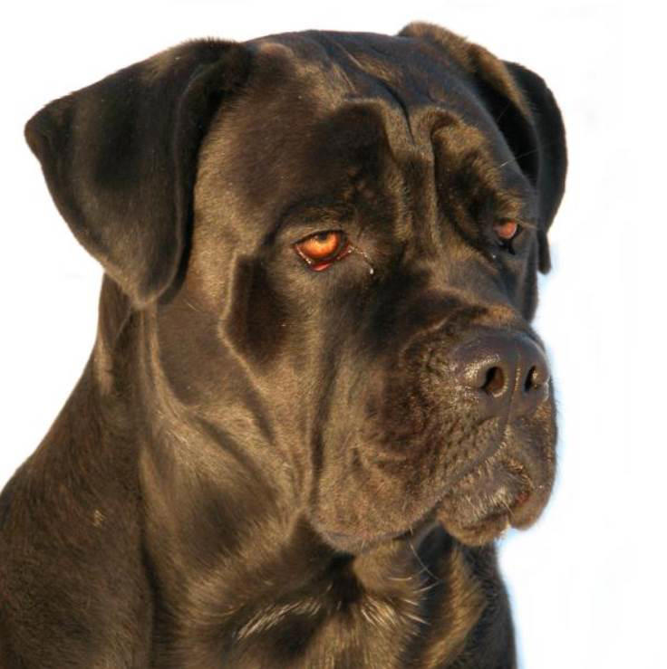 Cane corso Moscow Watchdog, Bullmastiff, German Shepherd, Rottweiler, Beauceron, Norwegian Elkhound, Swiss Mountain Dog, Belgian Shepherd, Giant Schnauzer, Doberman, Komondor, Staffordshire Bull Terrier, Caucasian Shepherd, Cane corso, Great Dane, American Pitbull terrier, Fila Brasileiro, Rhodesian Ridgeback, Boerboel