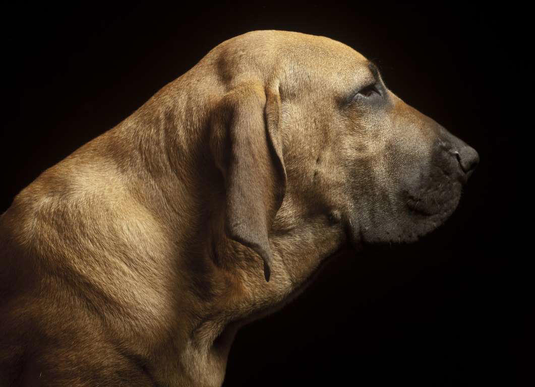 Moscow Watchdog, Bullmastiff, German Shepherd, Rottweiler, Beauceron, Norwegian Elkhound, Swiss Mountain Dog, Belgian Shepherd, Giant Schnauzer, Doberman, Komondor, Staffordshire Bull Terrier, Caucasian Shepherd, Cane corso, Great Dane, American Pitbull terrier, Fila Brasileiro, Boerboel, Rhodesian Ridgeback